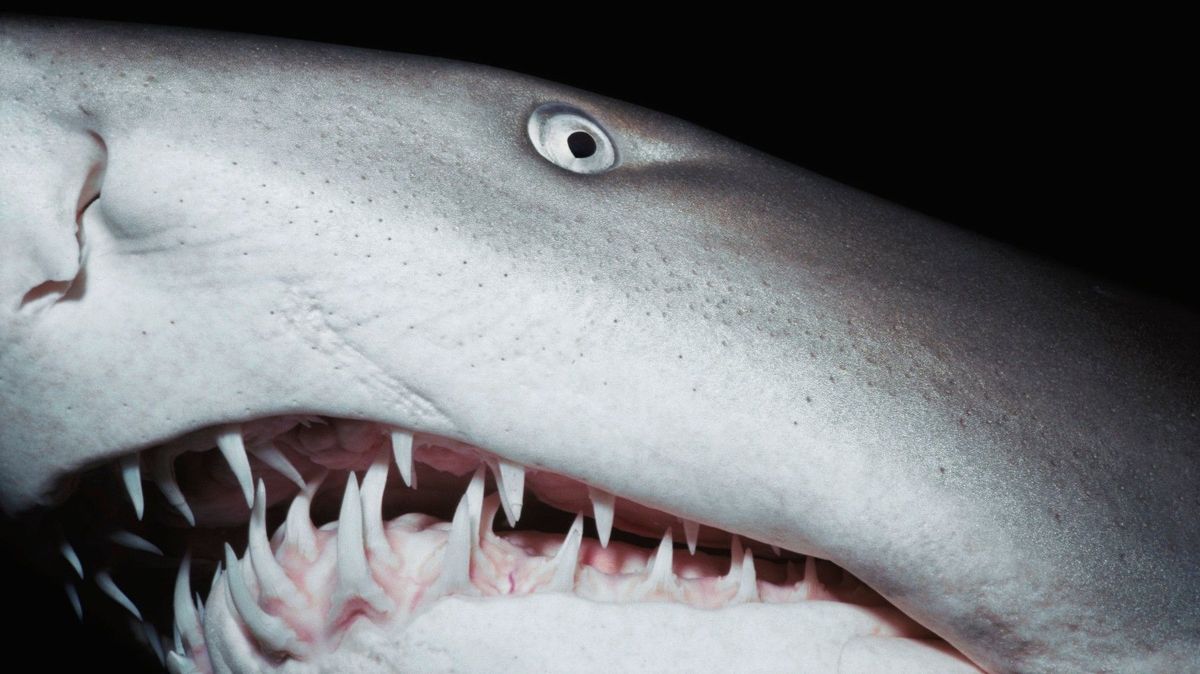 Žralok napadl ženu při šnorchlování u pobřeží Austrálie. Byla ve vodě jen po pás